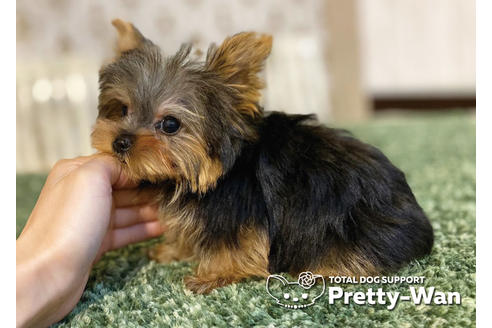 成約済の愛知県のヨークシャーテリア-94965の6枚目