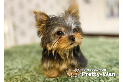 成約済の愛知県のヨークシャーテリア-94965の5枚目