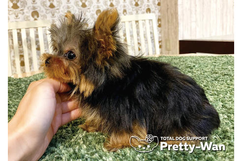 成約済の愛知県のヨークシャーテリア-94965の3枚目