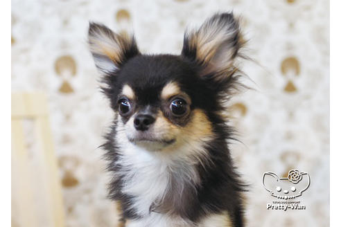 成約済の愛知県のチワワ(ロングコート)-94980の1枚目