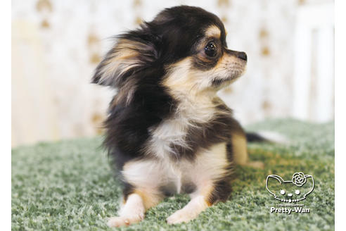 成約済の愛知県のチワワ(ロングコート)-94980の6枚目