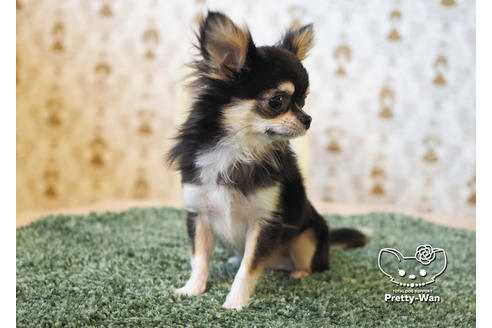 成約済の愛知県のチワワ(ロングコート)-94980の5枚目