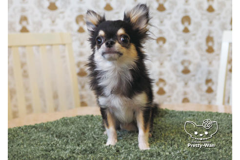 成約済の愛知県のチワワ(ロングコート)-94980の4枚目