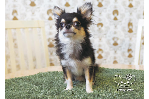 成約済の愛知県のチワワ(ロングコート)-94980の3枚目