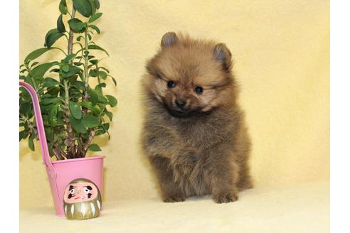 成約済の千葉県のポメラニアン-93993の4枚目