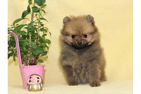 成約済の千葉県のポメラニアン-93993の3枚目