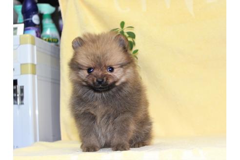 成約済の千葉県のポメラニアン-93993の2枚目