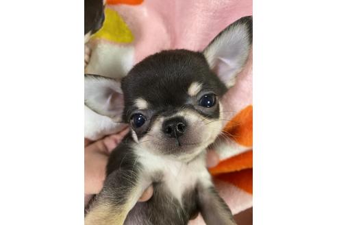 子犬