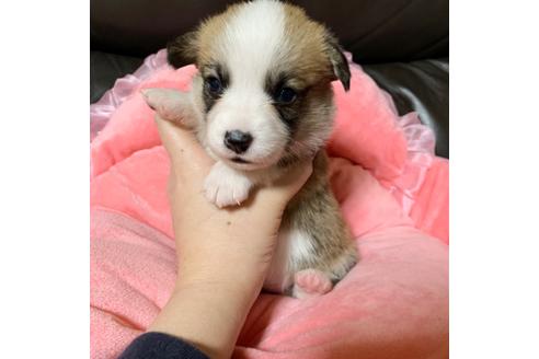 成約済の香川県のウェルシュコーギーペンブローク-94413の1枚目