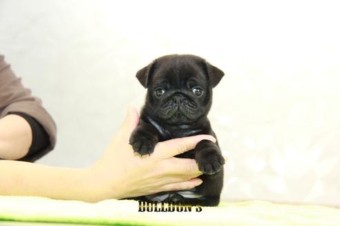 成約済の東京都のパグ-95032の1枚目