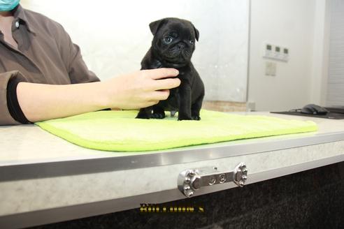 成約済の東京都のパグ-95032の7枚目