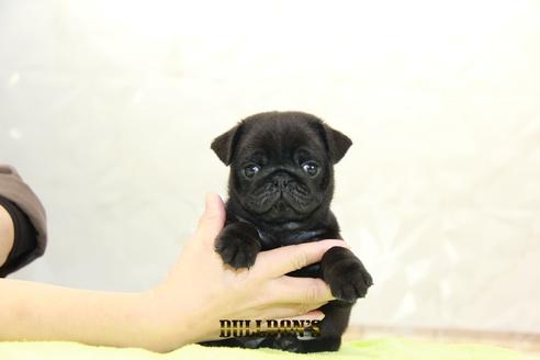 成約済の東京都のパグ-95032の6枚目