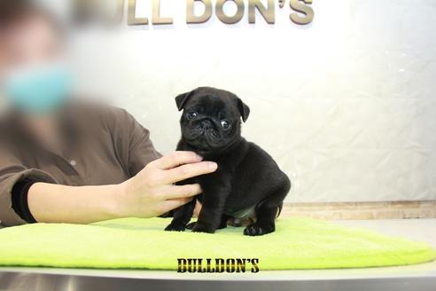 成約済の東京都のパグ-95032の5枚目