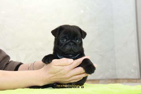 成約済の東京都のパグ-95032の3枚目