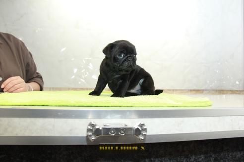 成約済の東京都のパグ-95033の7枚目