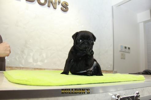 成約済の東京都のパグ-95033の6枚目