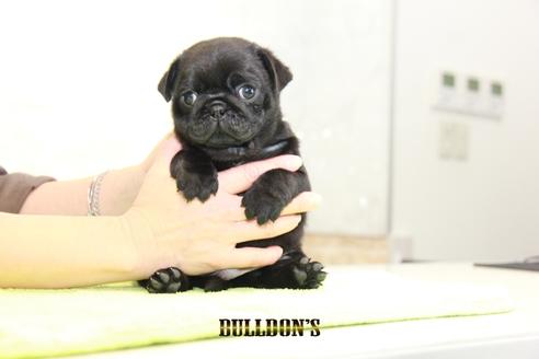 成約済の東京都のパグ-95033の5枚目