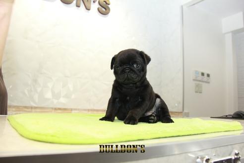 成約済の東京都のパグ-95033の4枚目