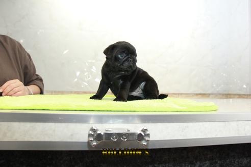 成約済の東京都のパグ-95033の3枚目