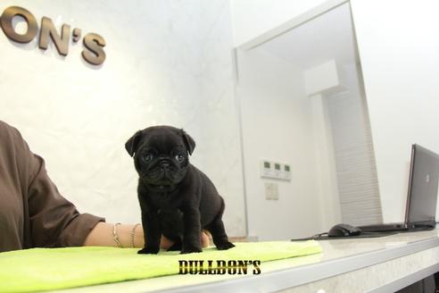 成約済の東京都のパグ-95033の2枚目