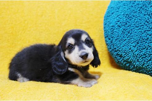 成約済の滋賀県のミニチュアダックスフンド(ロングヘアード)-95054の3枚目