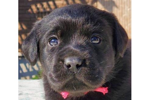 成約済の茨城県のラブラドールレトリーバー-95116の1枚目