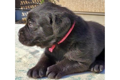 成約済の茨城県のラブラドールレトリーバー-95116の4枚目