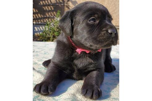 成約済の茨城県のラブラドールレトリーバー-95116の3枚目