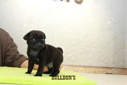 成約済の東京都のパグ-95126の7枚目