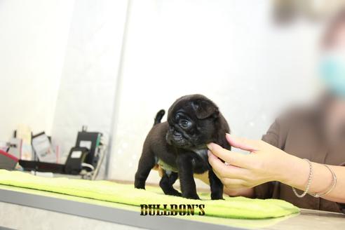 成約済の東京都のパグ-95126の6枚目