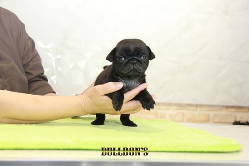 成約済の東京都のパグ-95126の4枚目