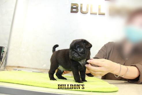 成約済の東京都のパグ-95126の3枚目