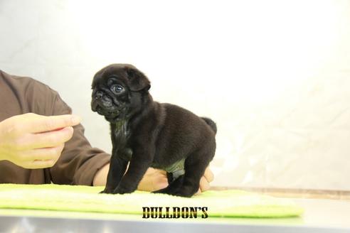 成約済の東京都のパグ-95126の2枚目