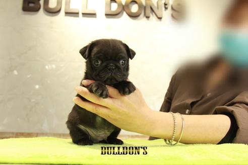 成約済の東京都のパグ-95129