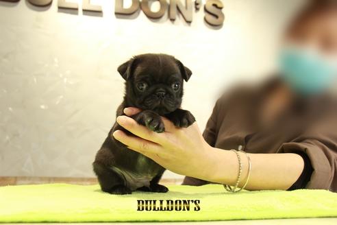 成約済の東京都のパグ-95129の6枚目