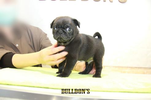 成約済の東京都のパグ-95129の5枚目