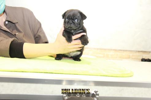 成約済の東京都のパグ-95129の3枚目