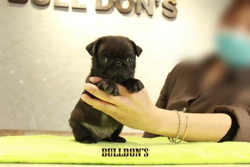 成約済の東京都のパグ-95129の2枚目