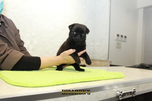 成約済の東京都のパグ-95130