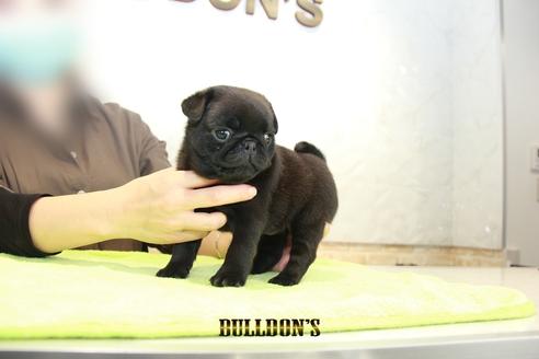 成約済の東京都のパグ-95130の7枚目