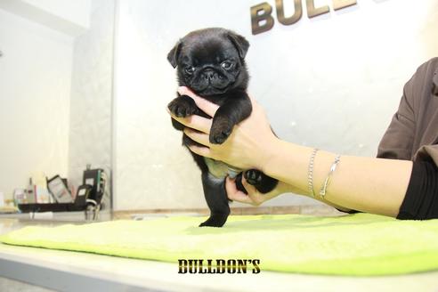 成約済の東京都のパグ-95130の6枚目