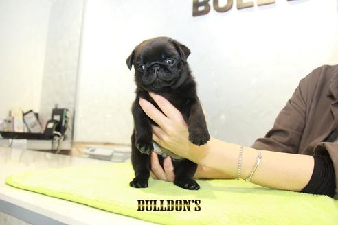 成約済の東京都のパグ-95130の5枚目