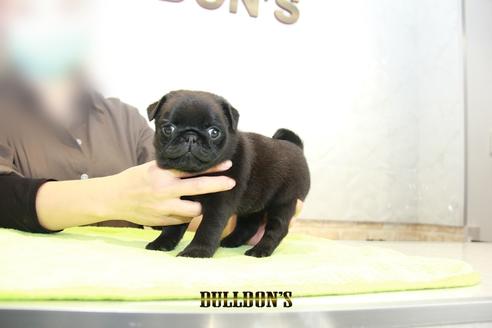 成約済の東京都のパグ-95130の4枚目