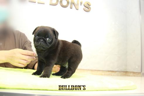 成約済の東京都のパグ-95130の3枚目