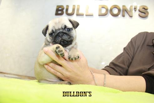 成約済の東京都のパグ-95132の5枚目