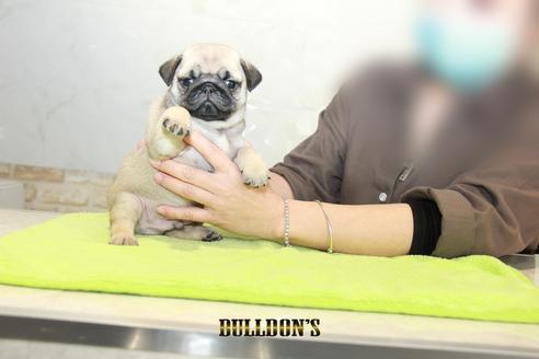 成約済の東京都のパグ-95132の4枚目