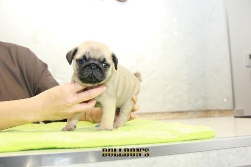 成約済の東京都のパグ-95132の3枚目