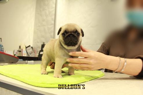 成約済の東京都のパグ-95135