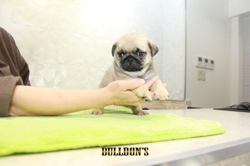 成約済の東京都のパグ-95135の6枚目