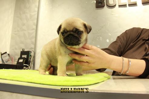 成約済の東京都のパグ-95135の5枚目